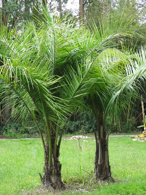 Super Mule Palm (Jubaea x Butia x Syagrus)